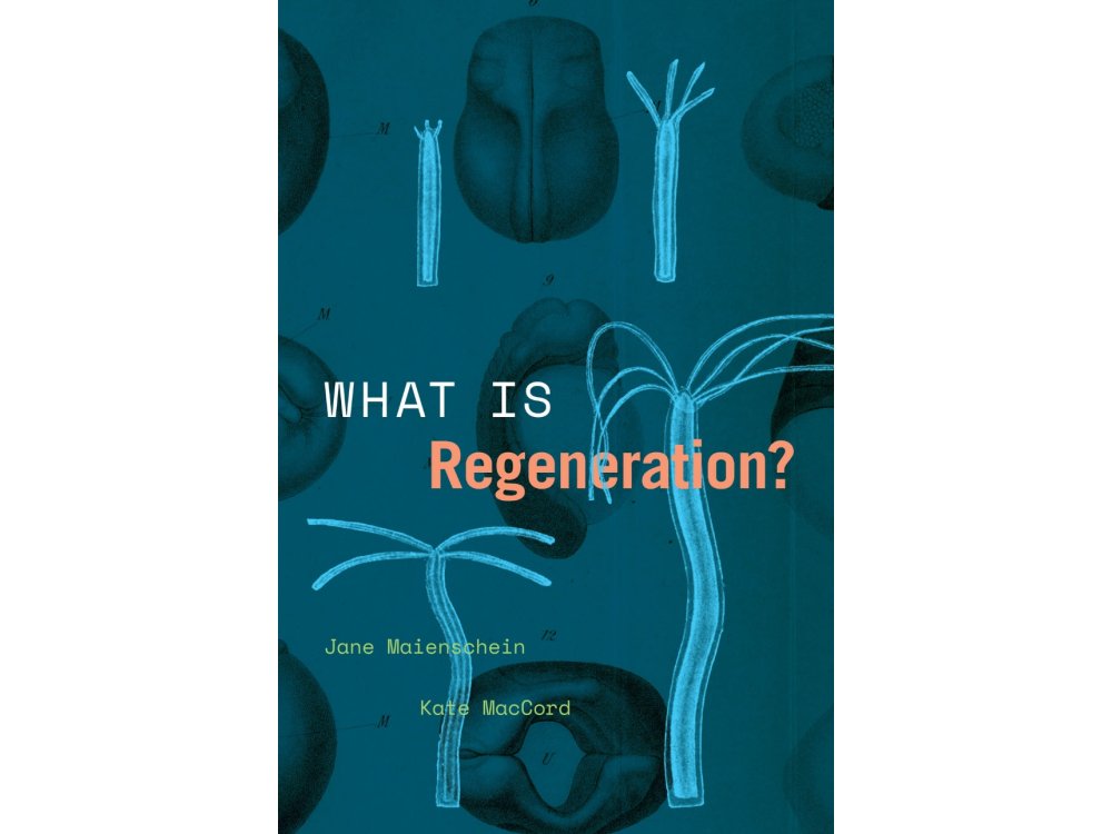 What Is Regeneration?