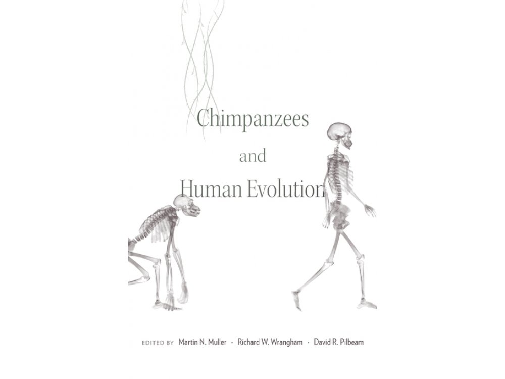 Chimpanzees and Human Evolution