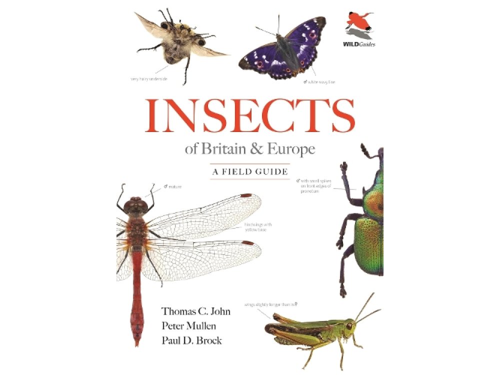 Insects of Britain and Europe: A Field Guide