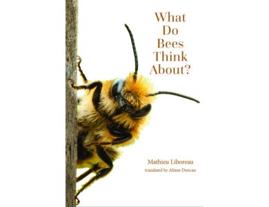 What Do Bees Think About?